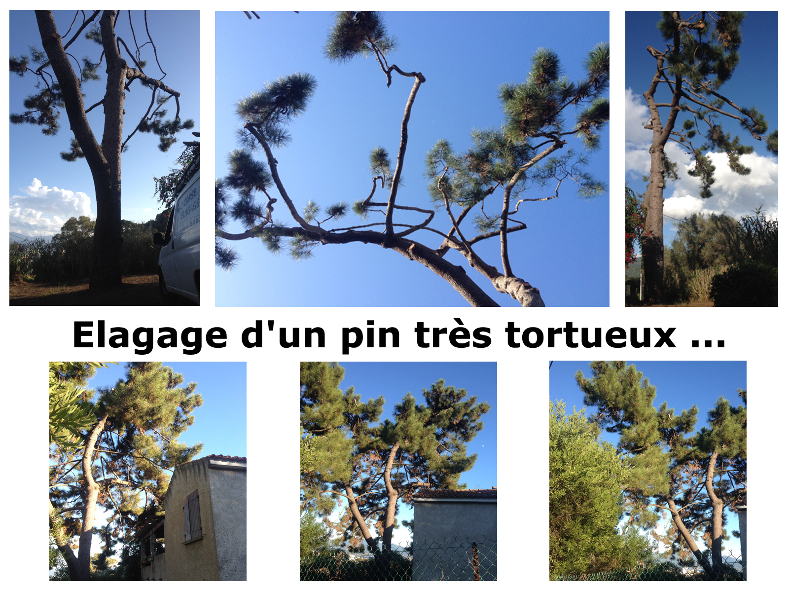 Elagage d'un pin en Corse