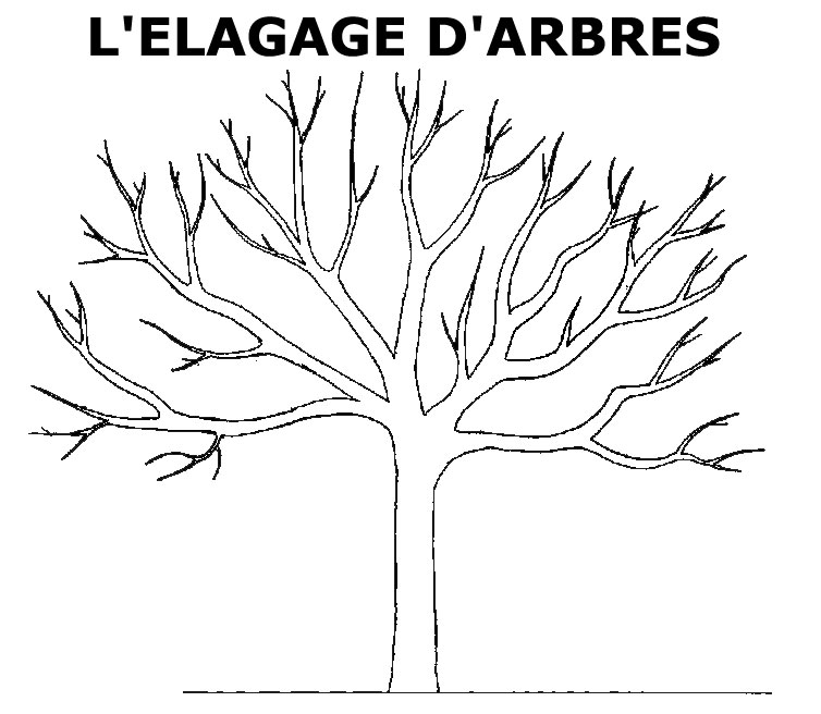 Elagage d'arbre en Corse